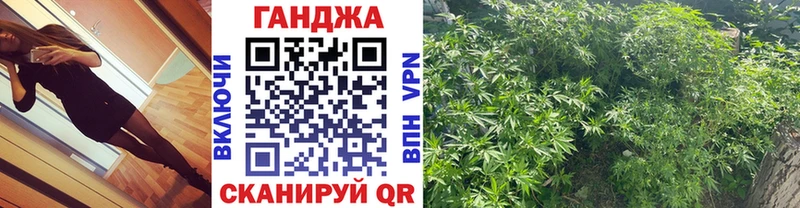 Шишки марихуана планчик  Гай 